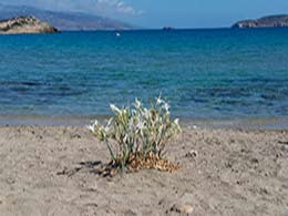 Schinoussa beach Almiros